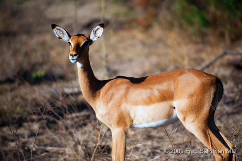 20090615_084306 D3 X1.jpg - Springbok (Gazelle)